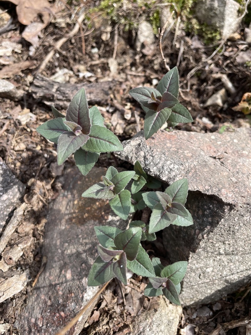 Eastern Beebalm photo 7