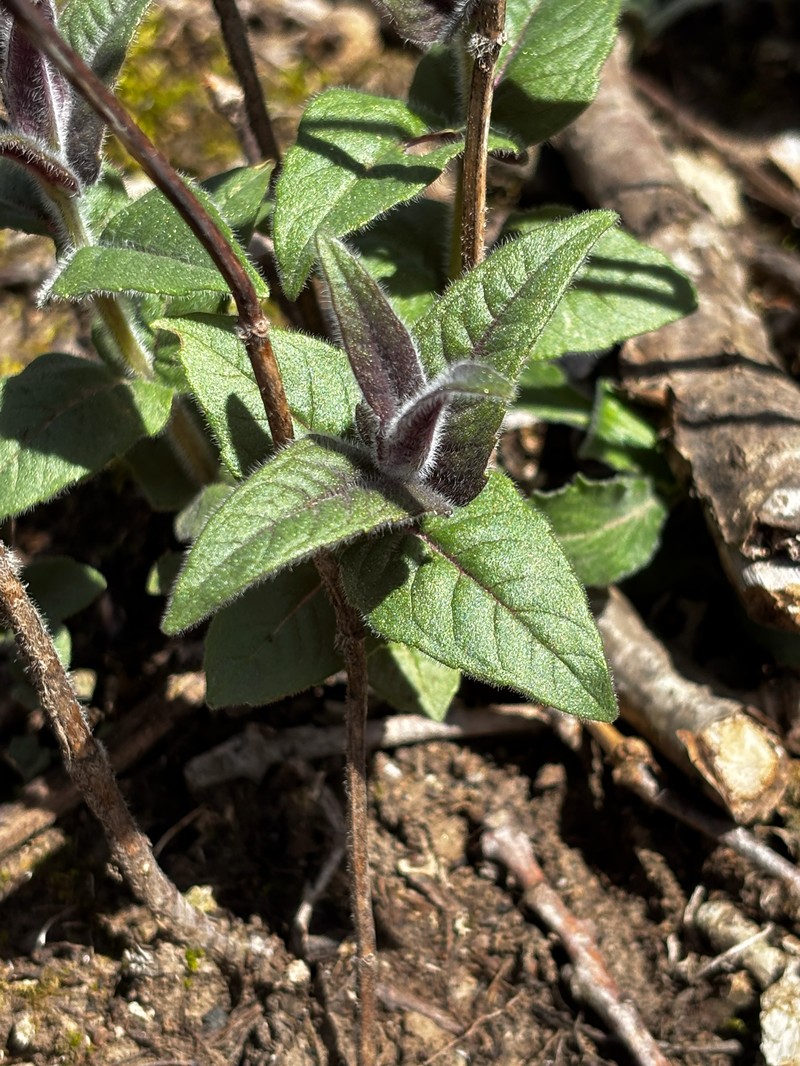 Eastern Beebalm photo 8