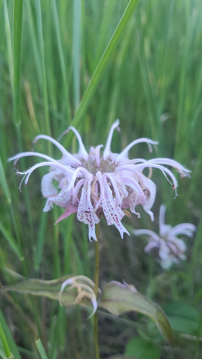 Monarda bradburyana