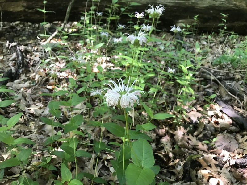 Monarda bradburyana photo 2