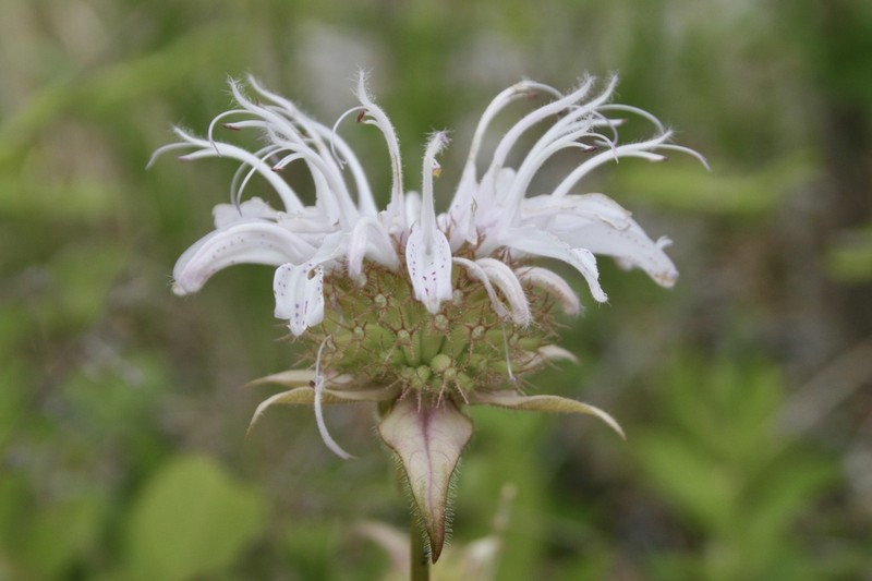 Monarda bradburyana photo 3
