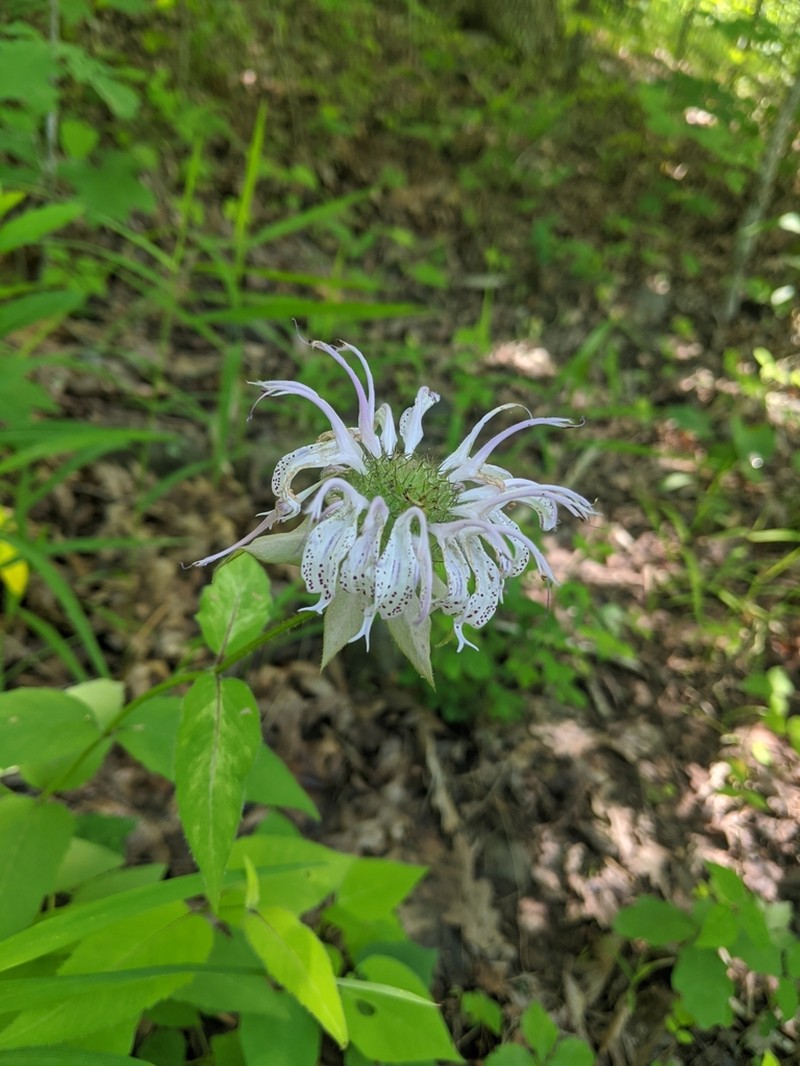 Monarda bradburyana photo 4