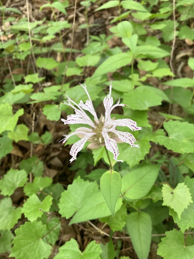 Monarda bradburyana photo 6