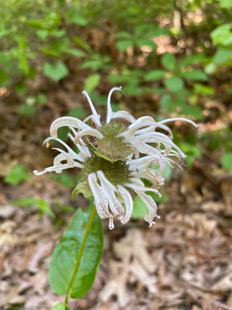 Monarda bradburyana photo 7