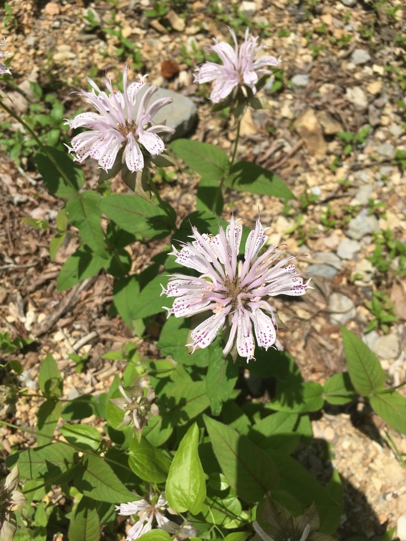 Monarda bradburyana photo 8
