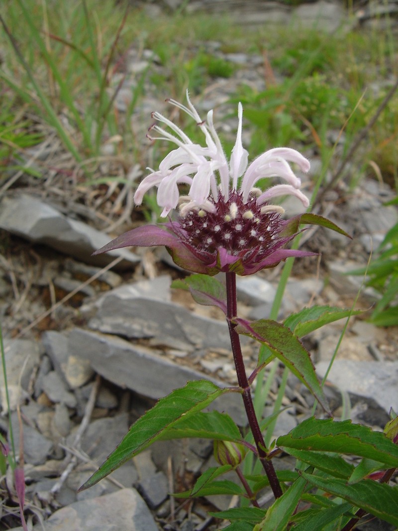 Monarda brevis