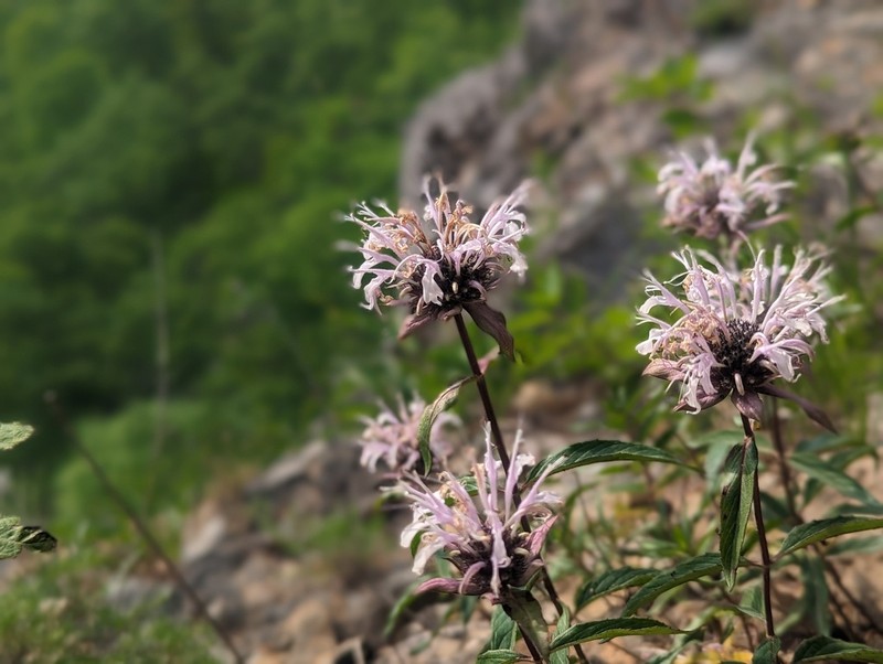 Monarda brevis photo 2