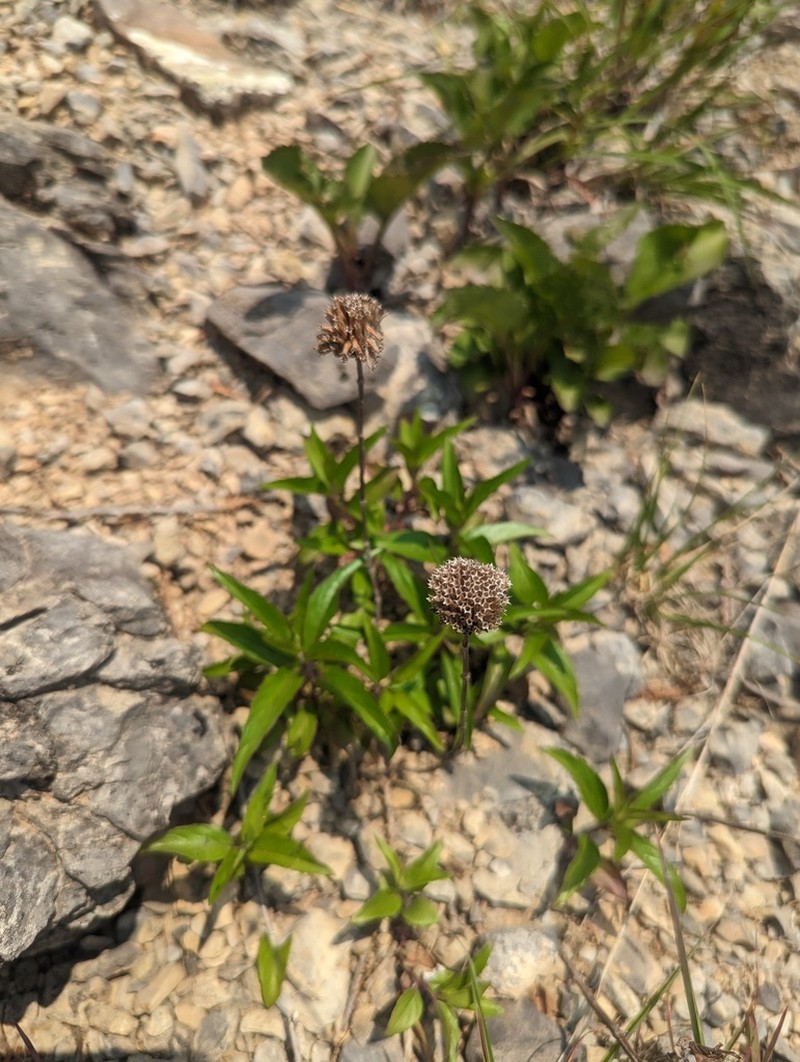 Monarda brevis photo 4