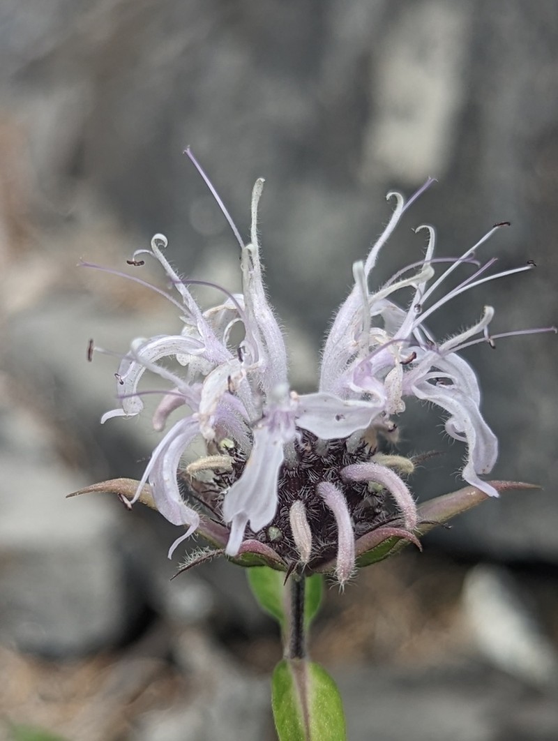 Monarda brevis photo 5