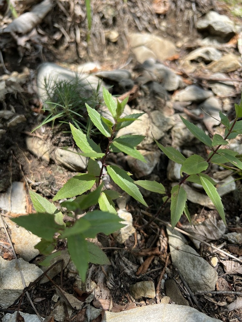 Monarda brevis photo 6