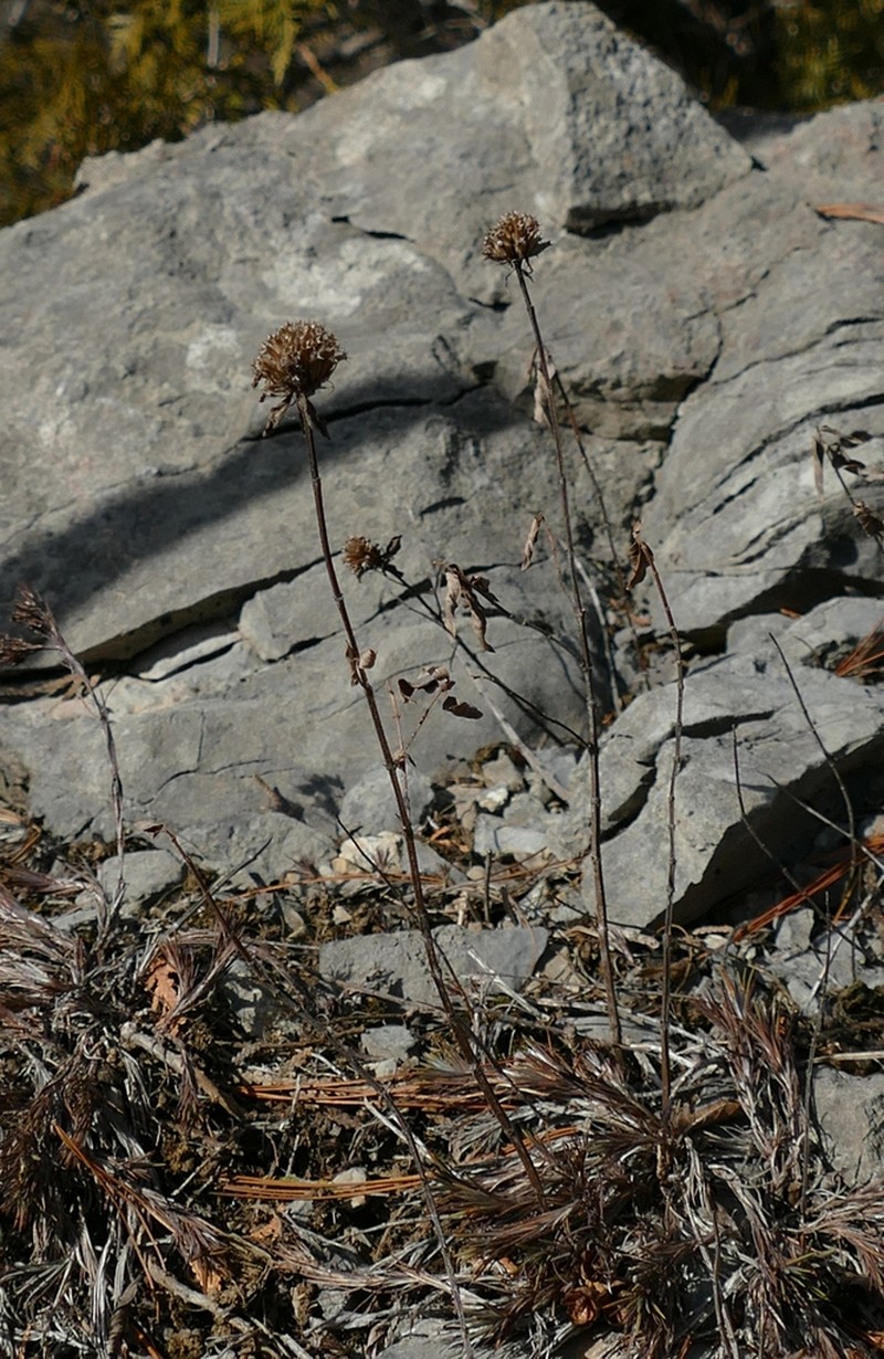 Monarda brevis photo 7