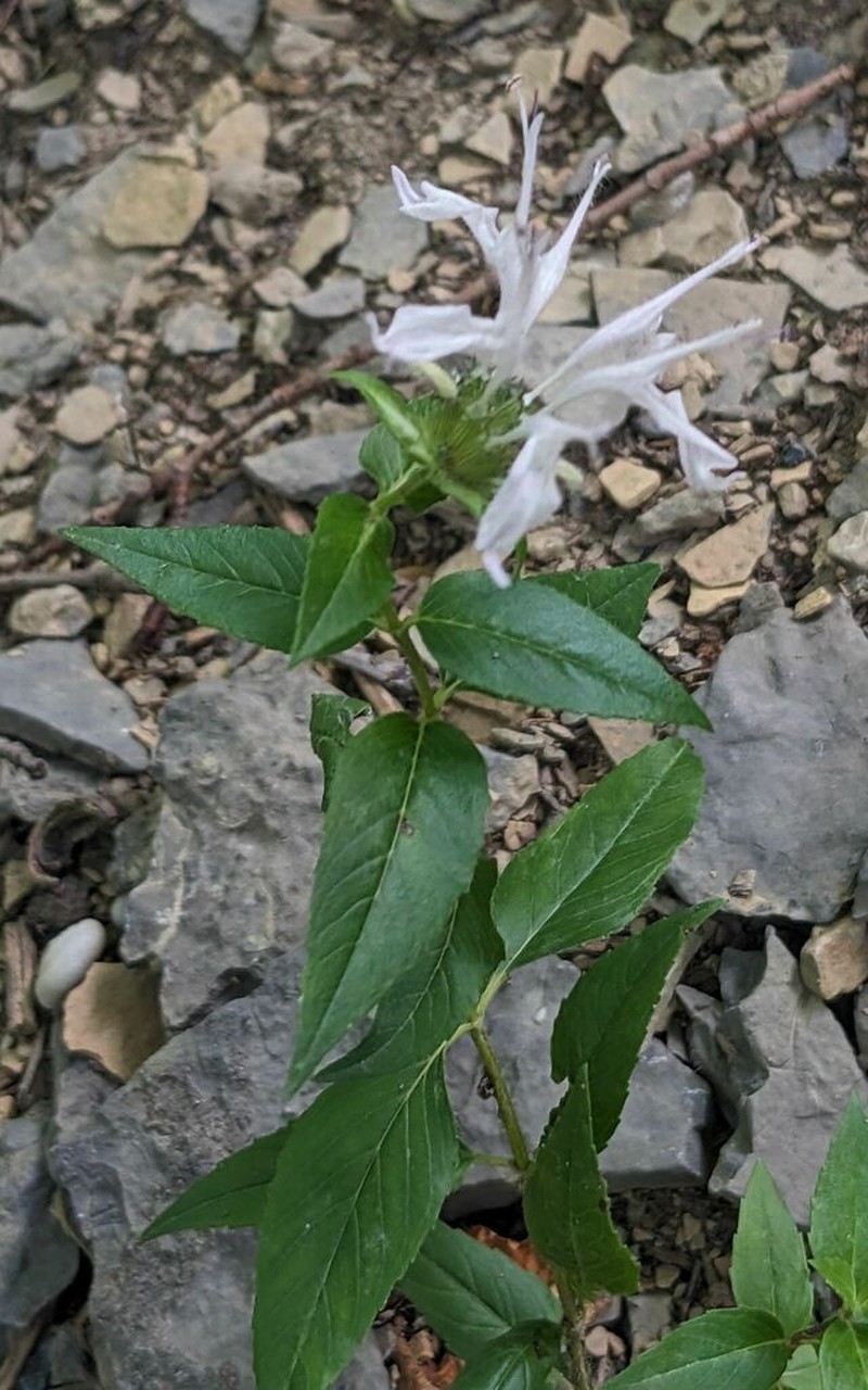 Monarda brevis photo 8