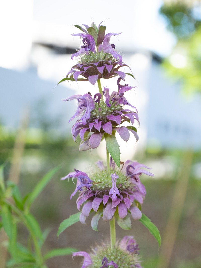 Lemon Beebalm