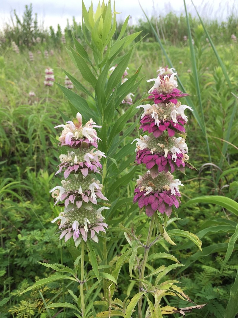 Lemon Beebalm photo 2