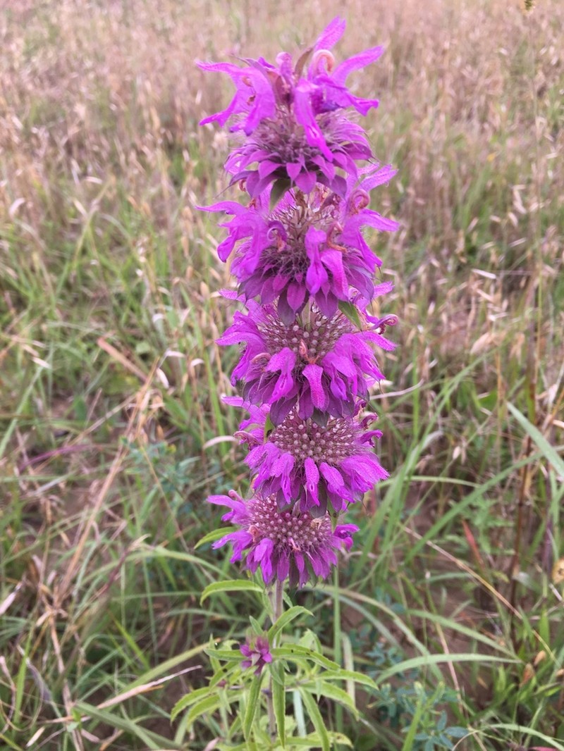 Lemon Beebalm photo 3