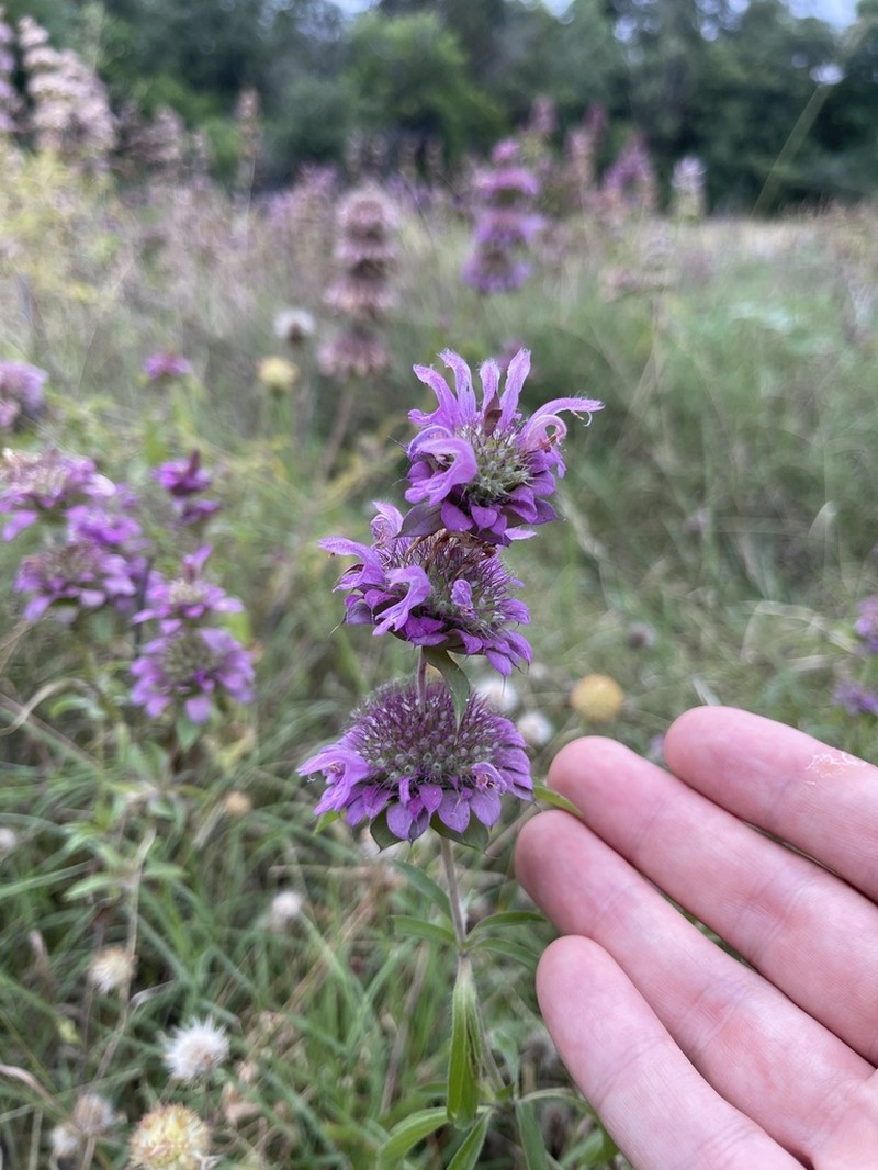 Lemon Beebalm photo 4