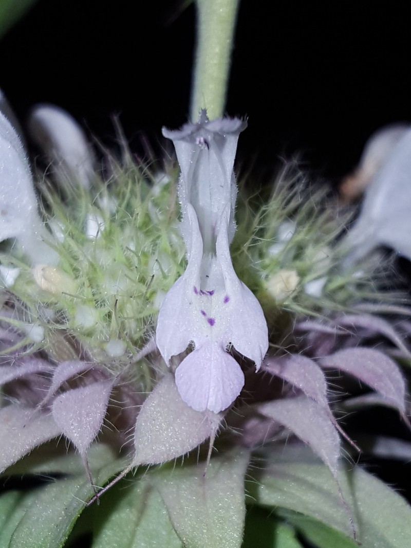 Lemon Beebalm photo 5