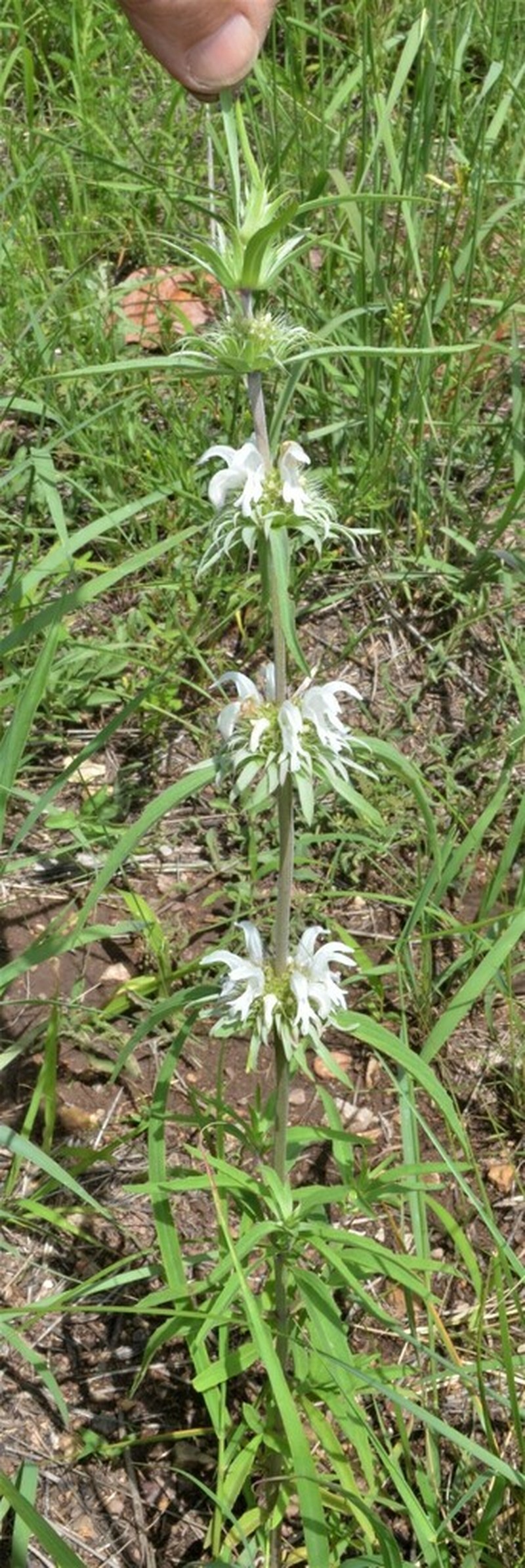 Lemon Beebalm photo 6