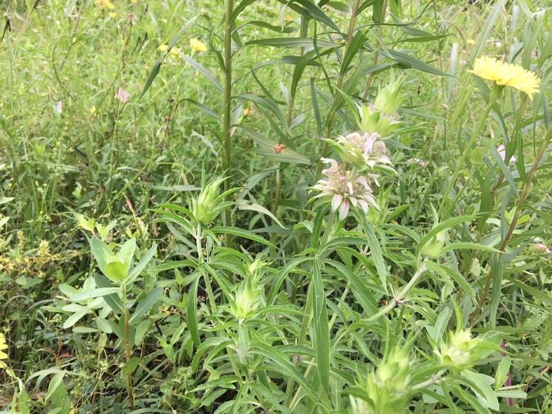 Lemon Beebalm photo 7