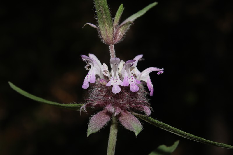 Monarda citriodora var. austromontana
