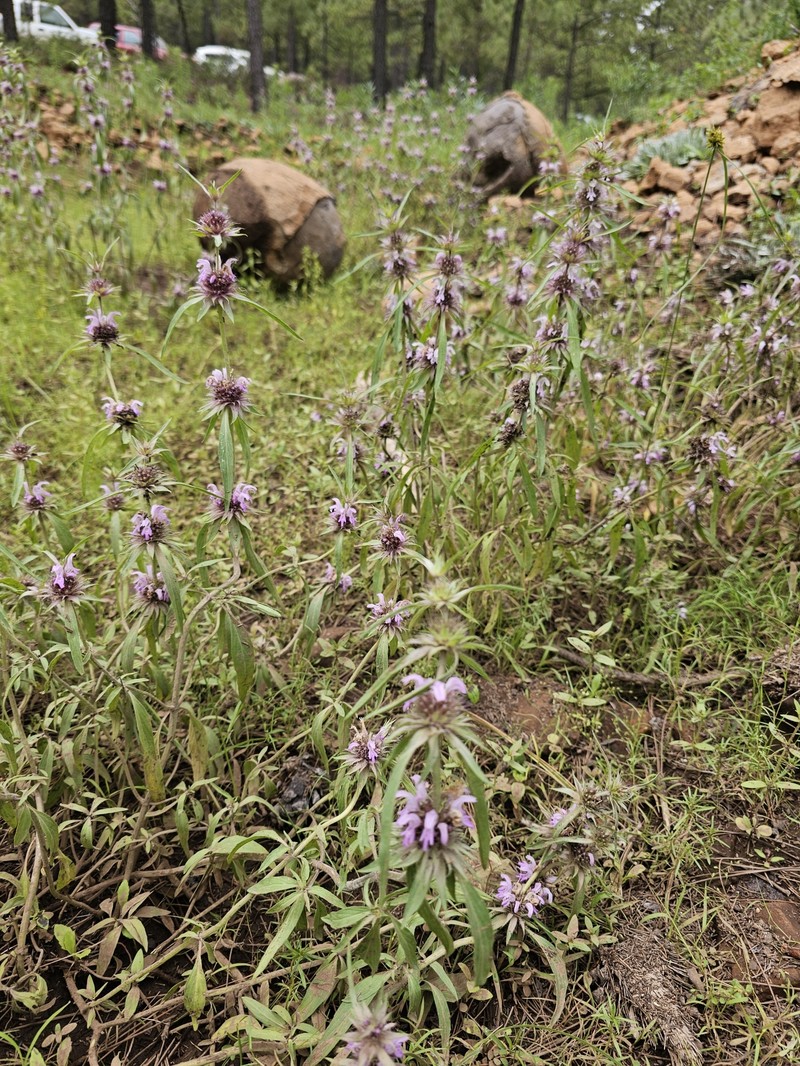Monarda citriodora var. austromontana photo 2