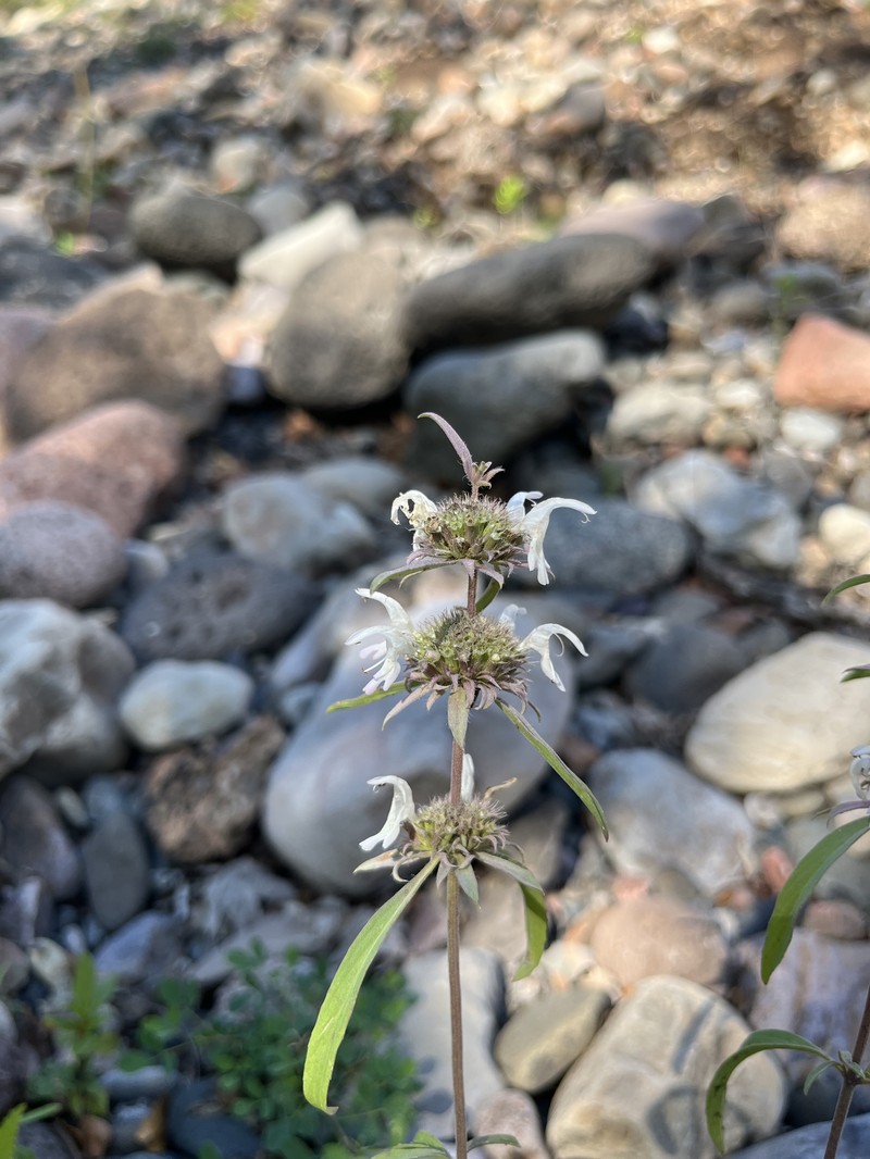Monarda citriodora var. austromontana photo 3