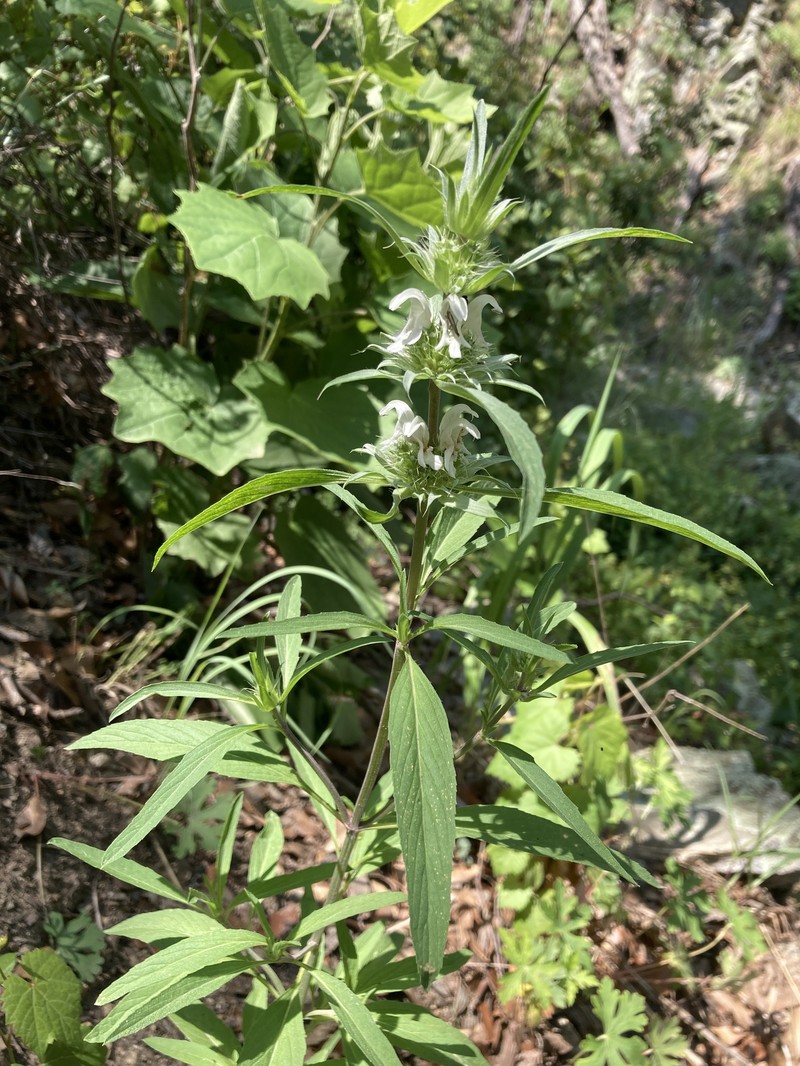 Monarda citriodora var. austromontana photo 4