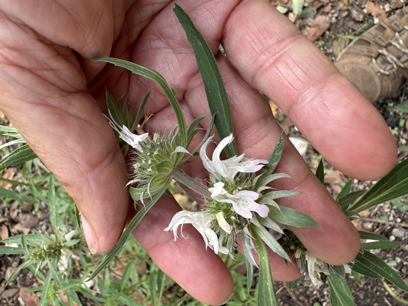 Monarda citriodora var. austromontana photo 5