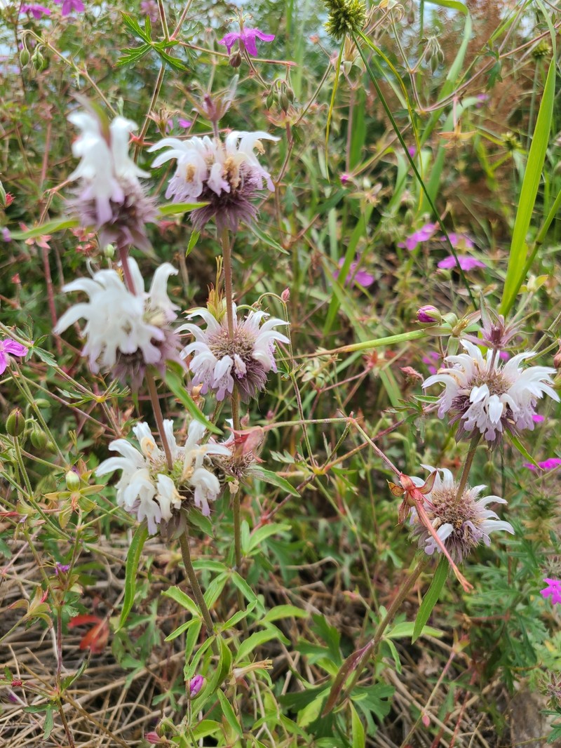 Monarda citriodora var. austromontana photo 6