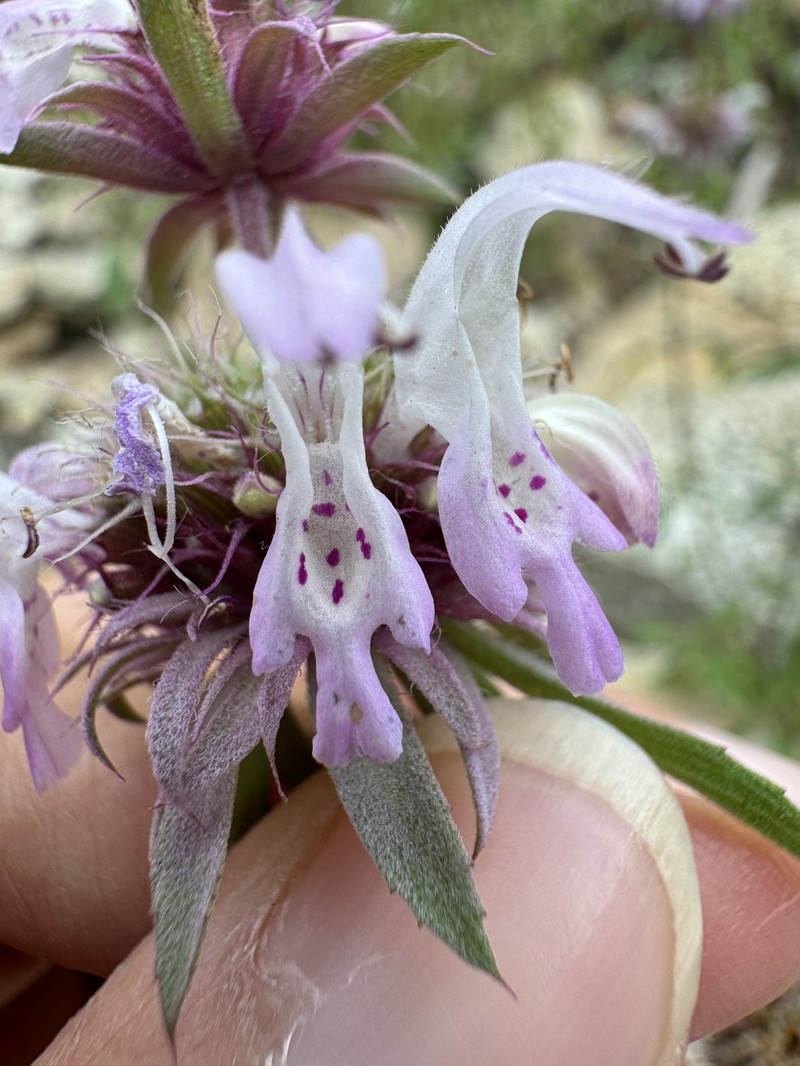 Monarda citriodora var. austromontana photo 8