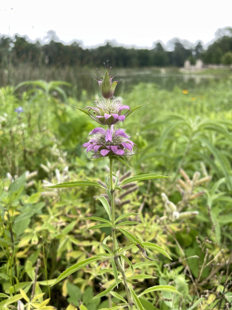 Monarda citriodora var. citriodora