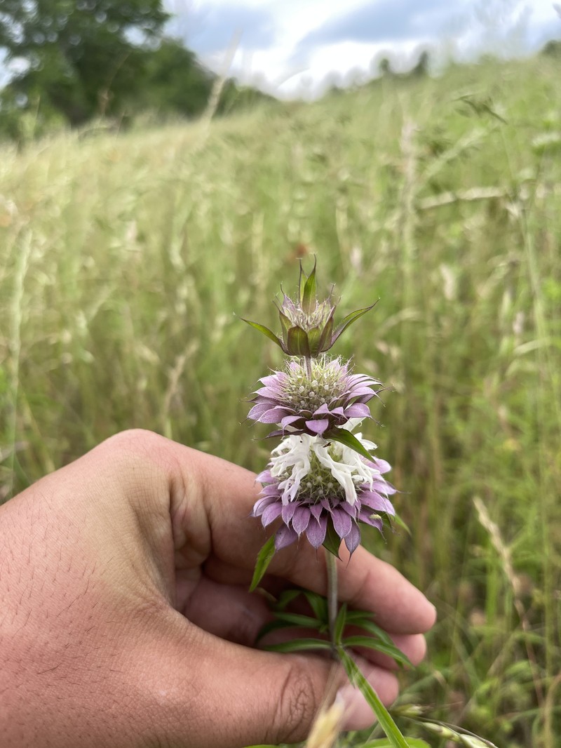 Monarda citriodora var. citriodora photo 2