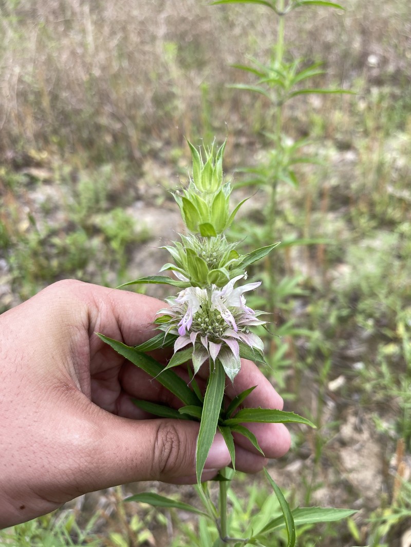 Monarda citriodora var. citriodora photo 3