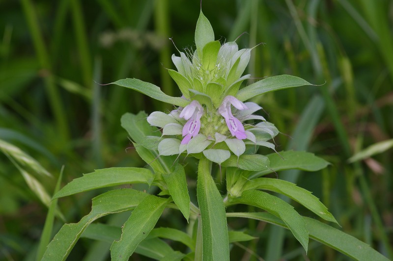 Monarda citriodora var. citriodora photo 4