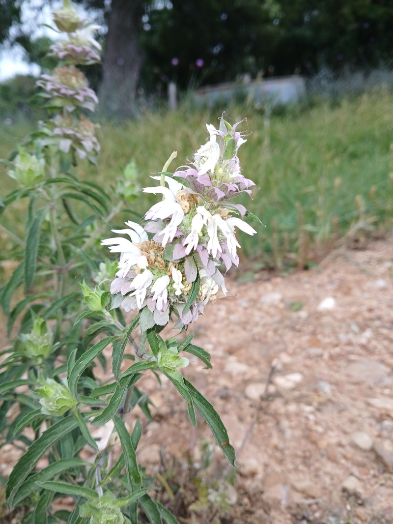 Monarda citriodora var. citriodora photo 5