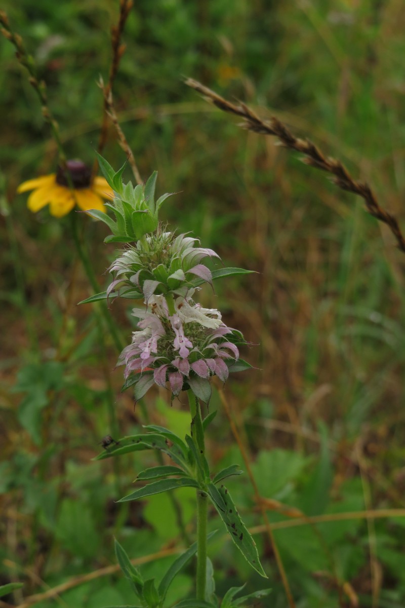 Monarda citriodora var. citriodora photo 6