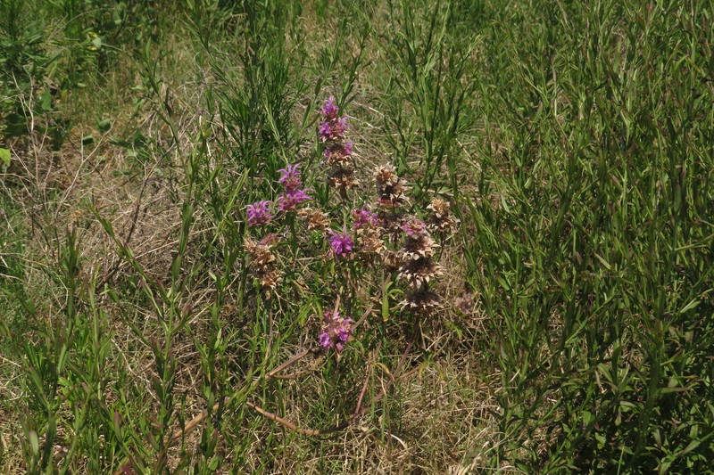 Monarda citriodora var. citriodora photo 7