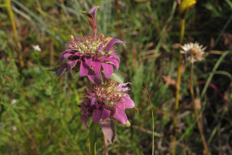 Monarda citriodora var. citriodora photo 8