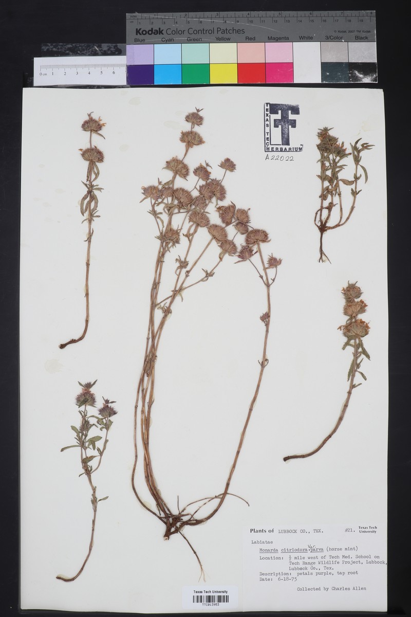 Monarda citriodora var. parva photo 2