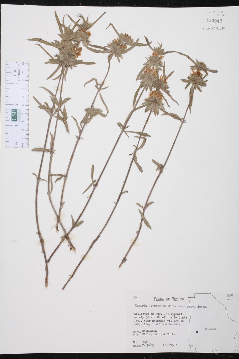 Monarda citriodora var. parva