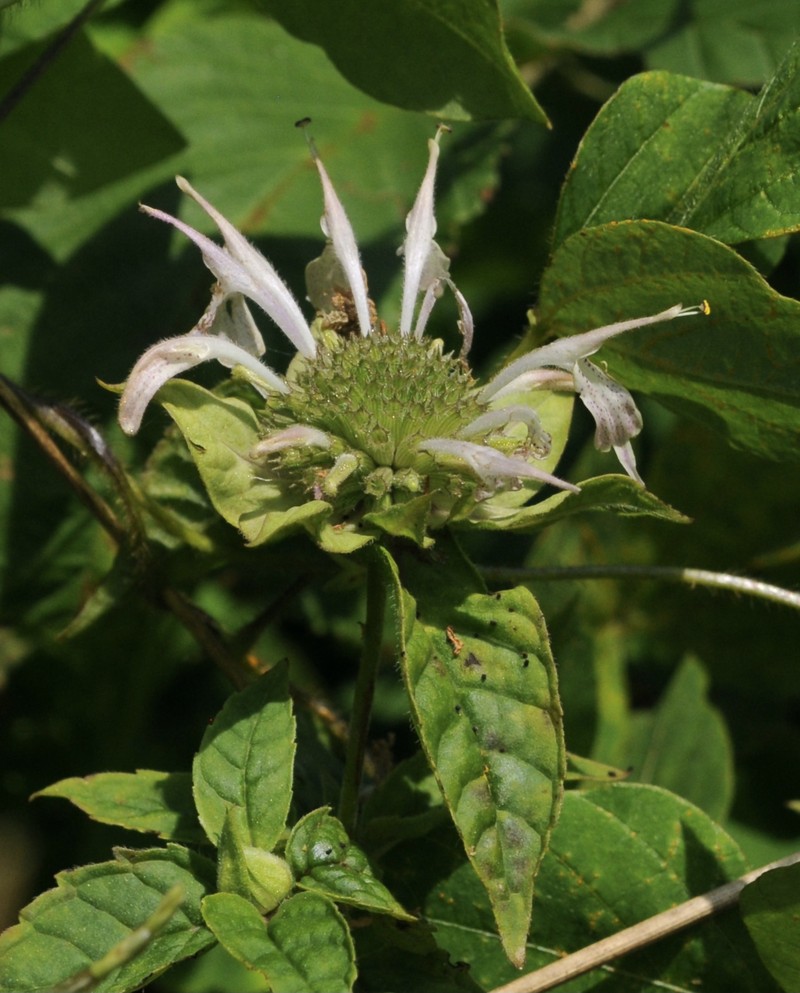 White Bergamot photo 2