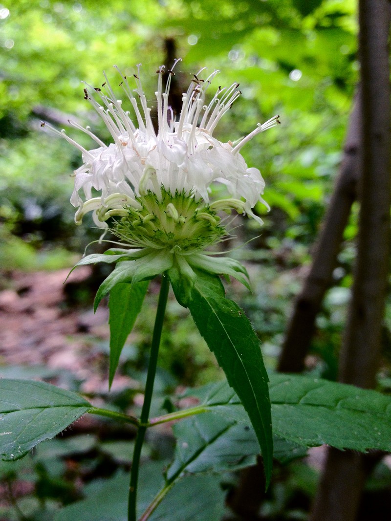White Bergamot photo 3