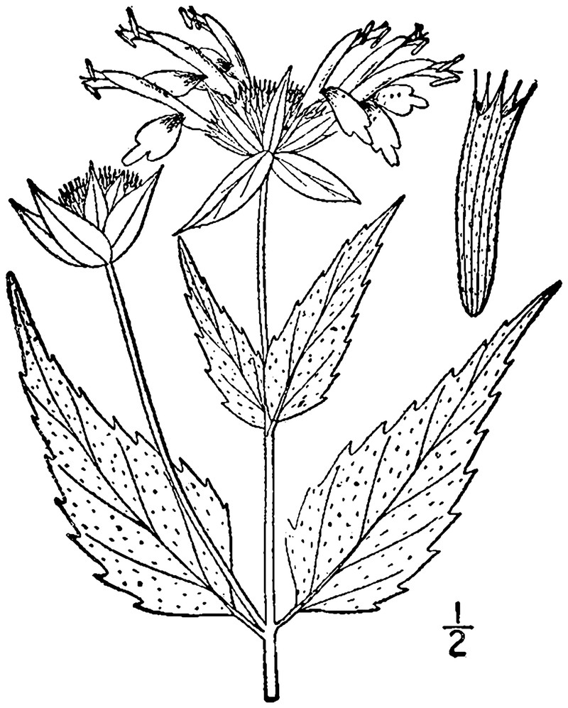 White Bergamot photo 4