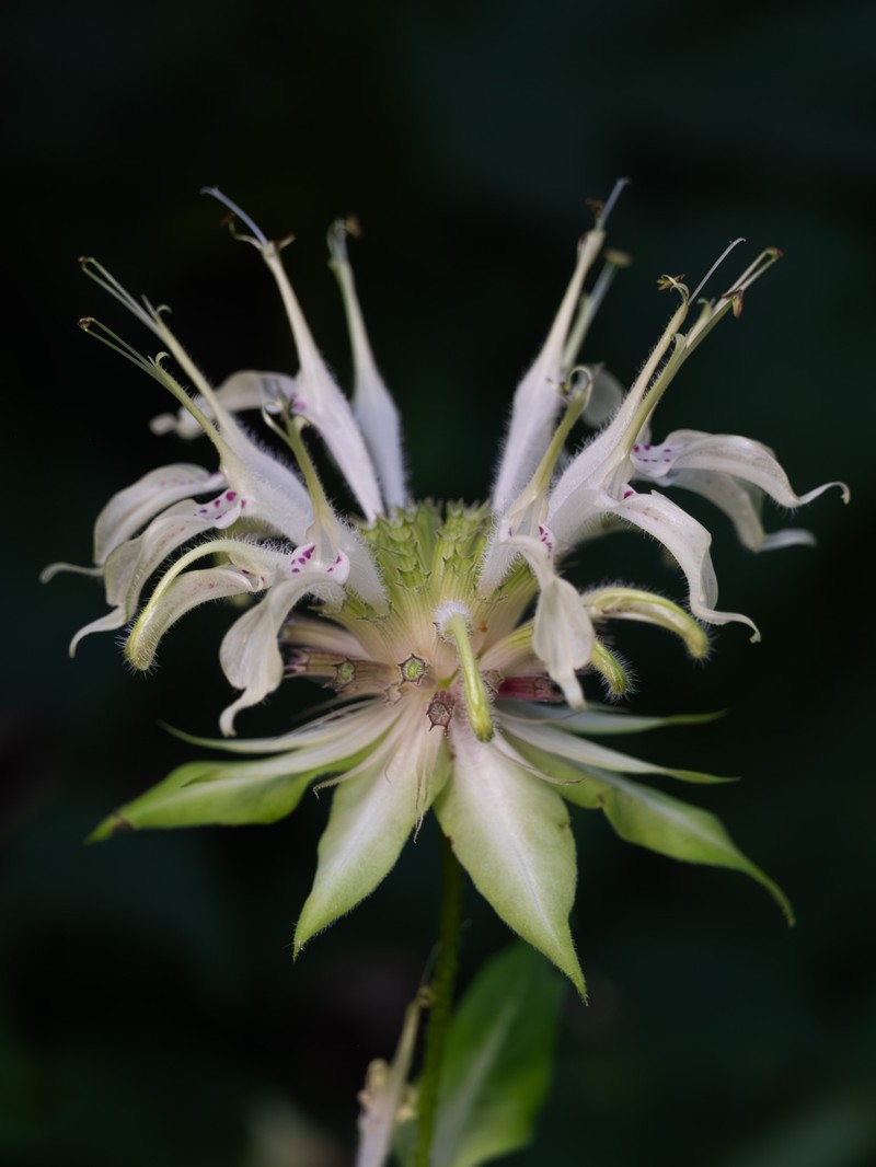 White Bergamot