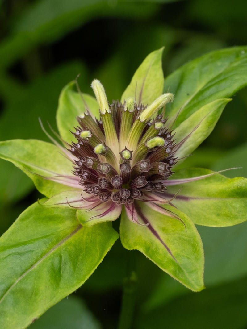 White Bergamot photo 5
