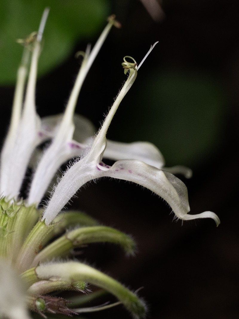 White Bergamot photo 6
