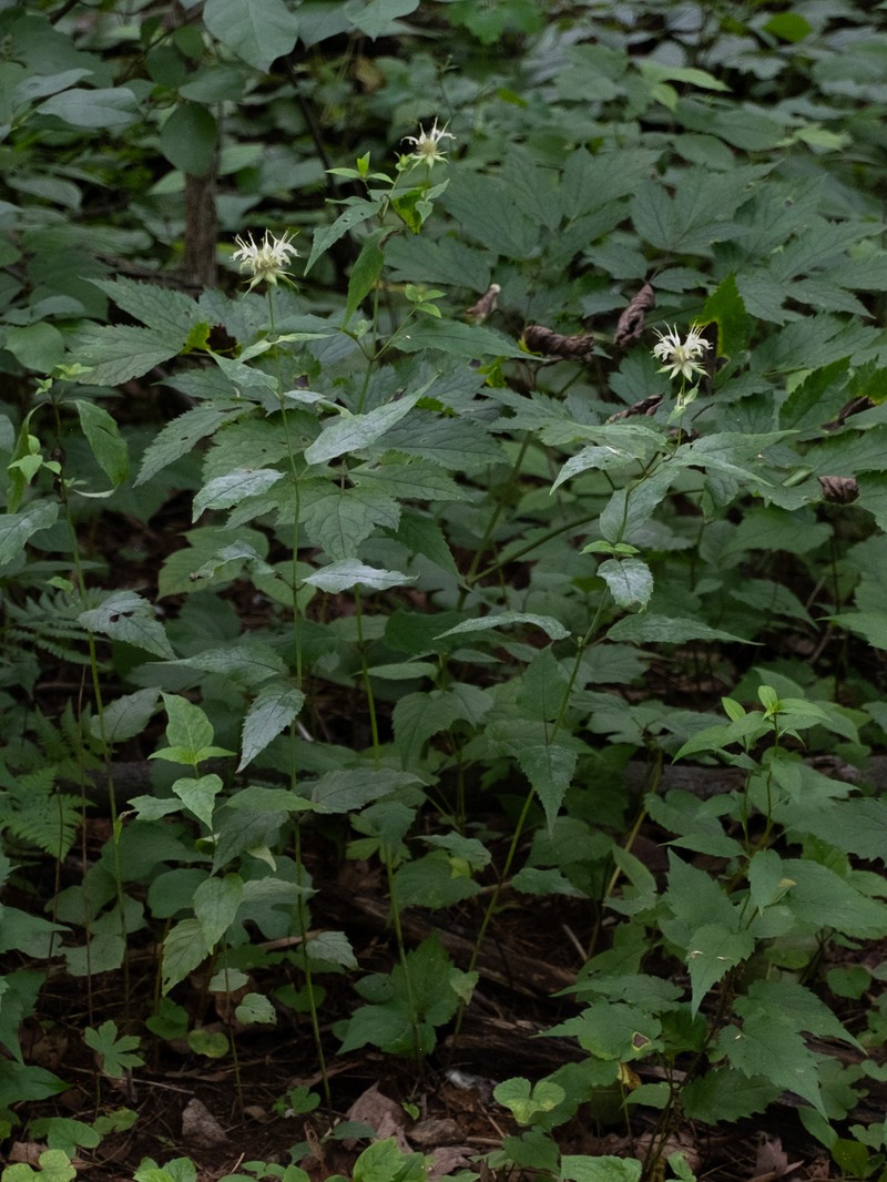 White Bergamot photo 7
