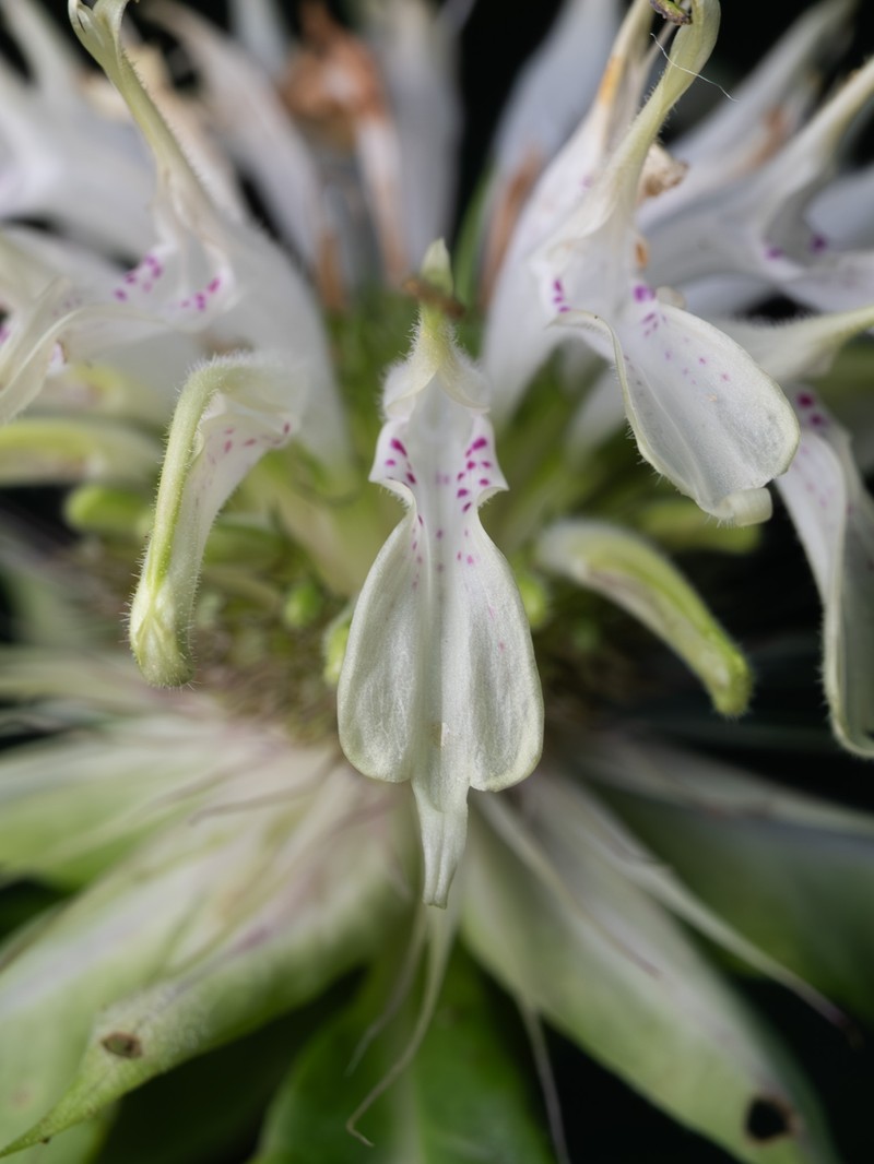 White Bergamot photo 8