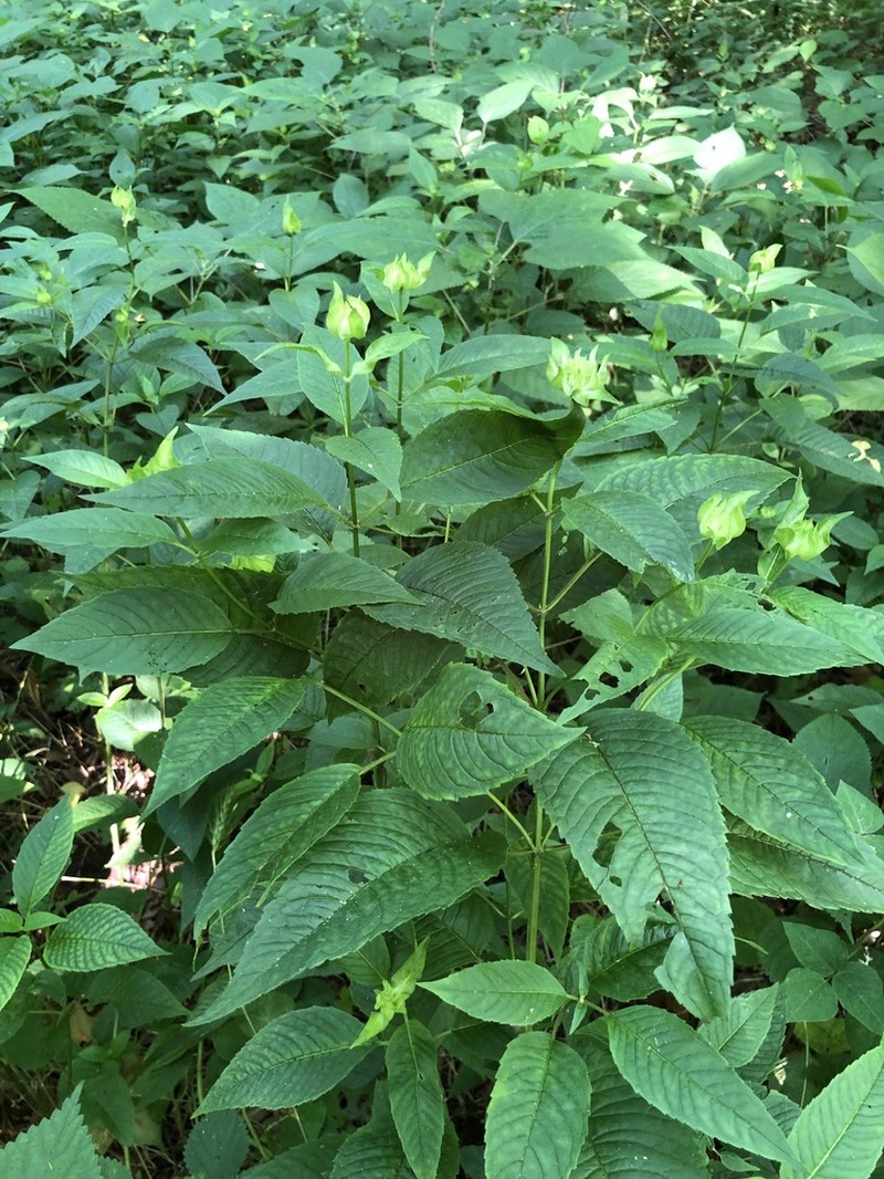 White Bergamot photo 6