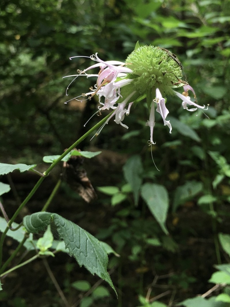 White Bergamot photo 7